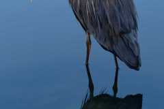 541_Reiher-in-Morgensonne