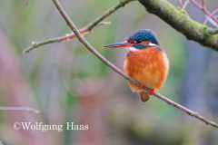 545_Eisvogel-unter-Baum