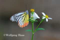 547_Yen-Tu-Mountain-weiss-roter-Schmetterling