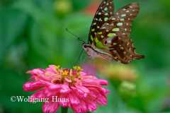 549_Yen-Tu-Mountain-braun-gruener-Schmetterling
