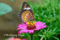 551_Yen-Tu-Mountain-orange-gelb-weiss-schwarzer-Schmetterling