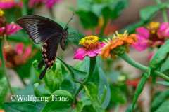 552_Yen-Tu-Mountain-schwarz-gruener-Schmetterling