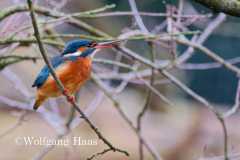 554_Eisvogel