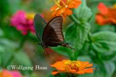 555_Yen-Tu-Mountain-schwarz-gruener-Schmetterling