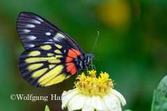 556_Yen-Tu-Mountain-schwarz-gelb-roter-Schmetterling