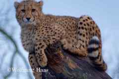 557_junger-Gepard-auf-Baumstammspitze