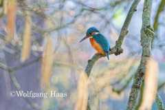 558_Eisvogel-im-Gegenlicht