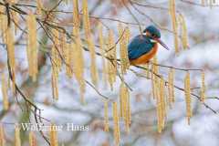 560_Eisvogel-im-Haselnuss