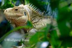 561_grosser-Baumvaran