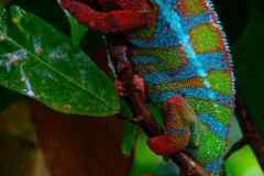 562_rot-blau-gruenes-Chamaeleon-nach-Regen