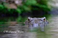 563_Krokodilkopf-im-Wasser