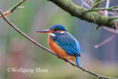 566_Eisvogel