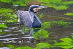 567_Kormoran-schwimmt-ueber-gruenen-Wasserpflanzen