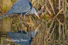 570_Graureiher-in-Morgensonne