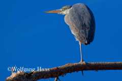 571_Graureiher-in-Morgensonne