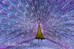 59_Pfau