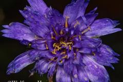 284_blaue-Bluete