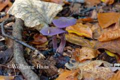 285_Pilze