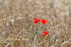 466_Mohn-im-braunen-Kornfeld