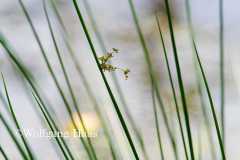 518_Grasbluete