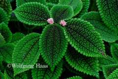 553_gruene-Bluetter-mit-zwei-rosa-Blueten