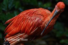 289_Roter-Ibis
