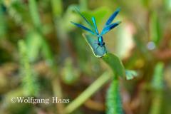 290_blaue-Prachtlibelle