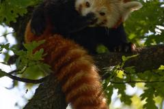 291_roter-Panda