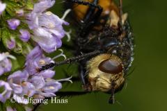 292_orangene-Schwebfliege