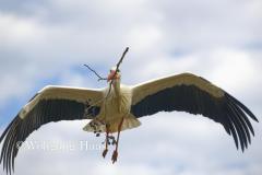 294_Storch