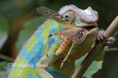 295_Chameleon
