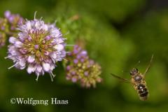 296_Wildbiene-im-Flug