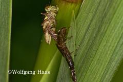 298_Vorgang-Libelle-schluepft