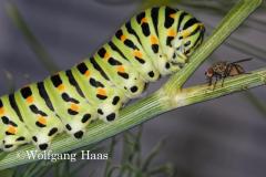299_Raupe-Schwalbenschwanz-mit-Fliege