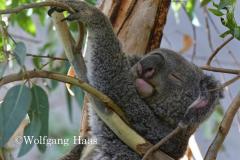 301_Koala