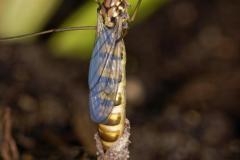 305_Schluepfende-Wespenschnake
