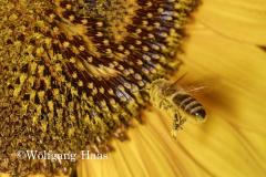 306_Biene-in-Sonnenblume