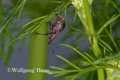 308_Dickmaulruessler-am-Kuemmel