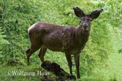 314_Hirsch