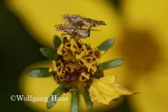 315_Bohrfliegen-aufeinander