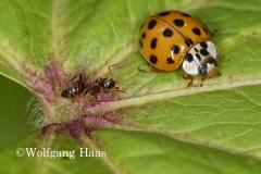 316_Marienkaefer-und-Ameise