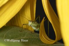 317_Gumpi-hinter-Sonnenblume
