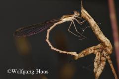 318_Goldene-Libelle