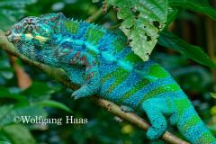 322_blaues-Chamaeleon