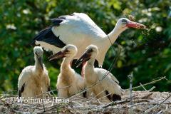 324_Storch-mit-drei-Jungen
