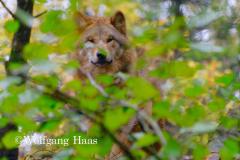 325_Wolf