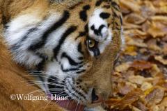 329_Tiger