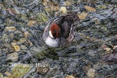 330_Ente