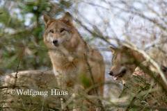 331_Wolf