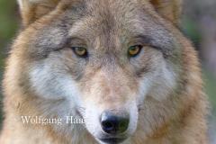 334_Wolf